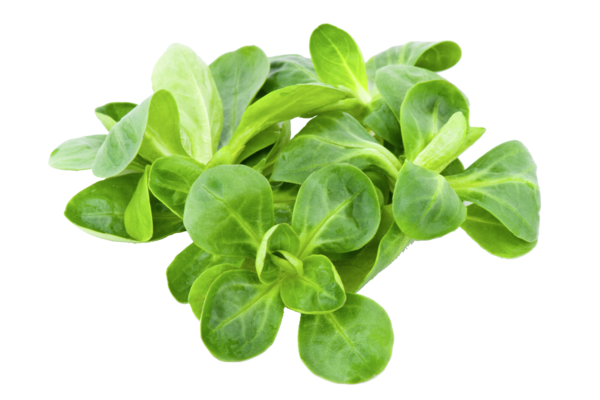 Ackersalat