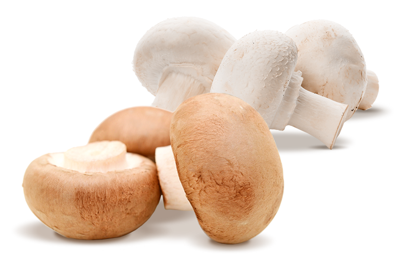 Champignons braun/weis 3kg