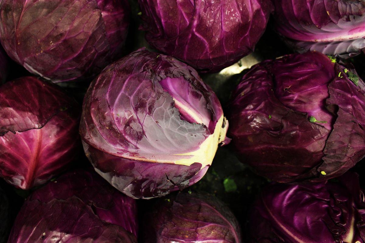 Rot Kraut