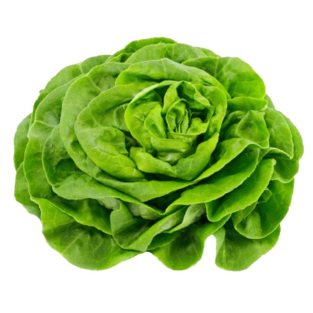 Kopfsalat